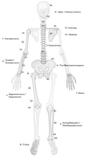 Классификация переломов длинных костей
